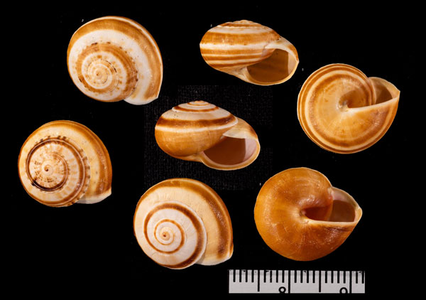 デーンヒラマイマイ (仮称) Theba r010488 small