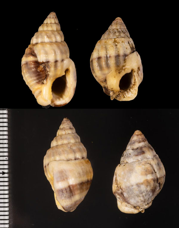 ナタールムシロ (仮称) Nassarius r010490 small