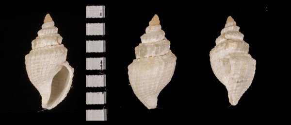 カゴメカドバリフタマンジ Propebela r010491 small