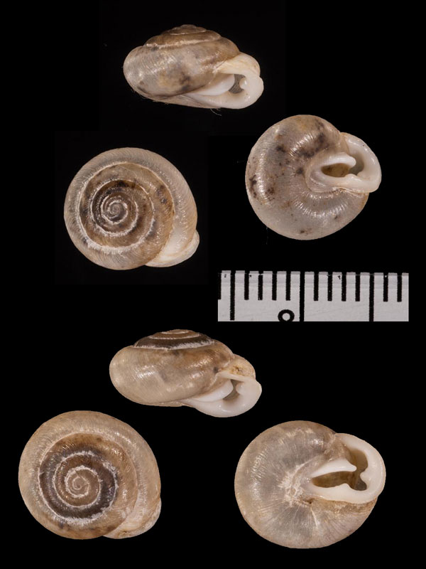 クチマガリエマイマイ Inflectarius r010493 small