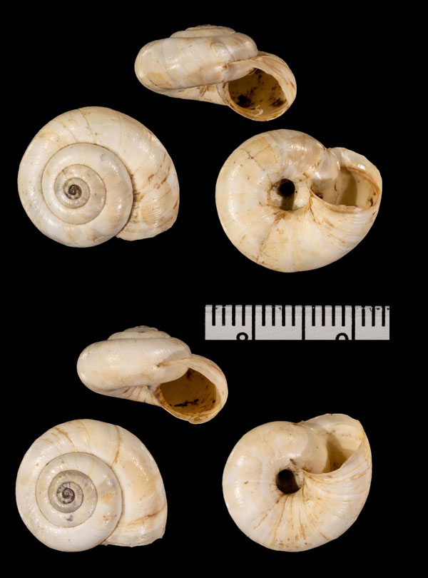 デルベントマイマイの一種 Xeropicta r010494 small