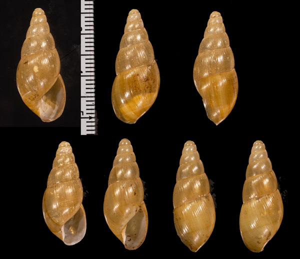 コロンビアオカタケノコの仲間 未詳 Synapterpes r010496 small