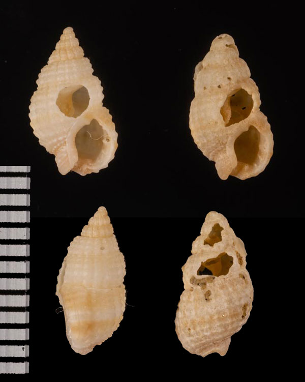 コウシヒメムシロ cf. Nassarius r010500 small