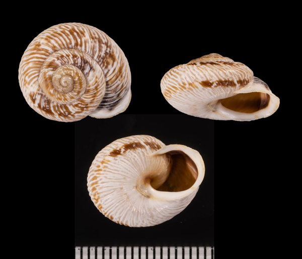 セジェスタコマイマイ (仮称) Murella r010502 small