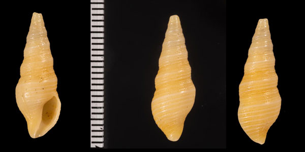 オクシタンマキモノシャジク (仮称) Tomopleura r010503 small