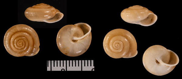 ロトンダマイマイ (仮称) Westraltrachia r010506 small