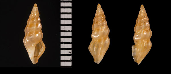 ヒメツヤモミジボラ (仮称) Agladrillia r010509 small