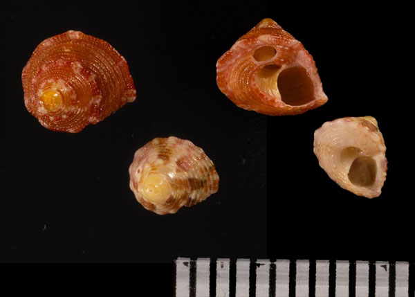 アガグスチグサ (仮称) Agagus r010510 small