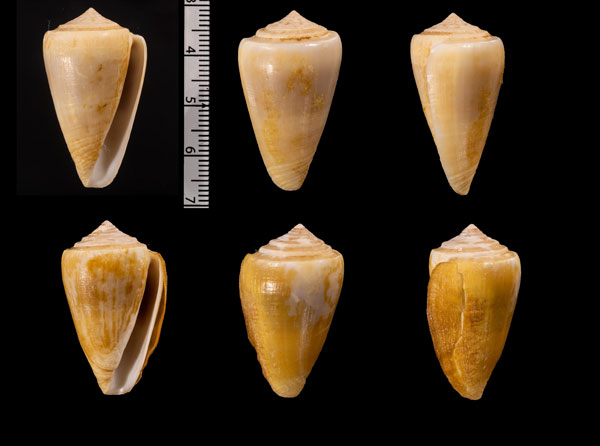 ネッタイイモ Conus r010513 small