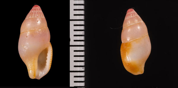 ツマベニシワマツムシ Metanachis r010514 small