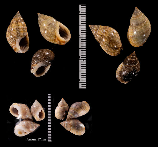 リムナエツヤヨフバイ (仮称) Nassarius r010516 small