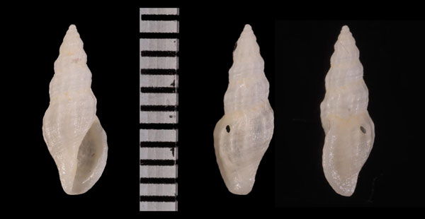フィリピンツヤシャジク (仮称) Horaiclavus r010517 small