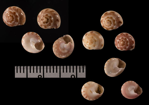 ツヤウスベニシタダミ Ethaliella r010520 small
