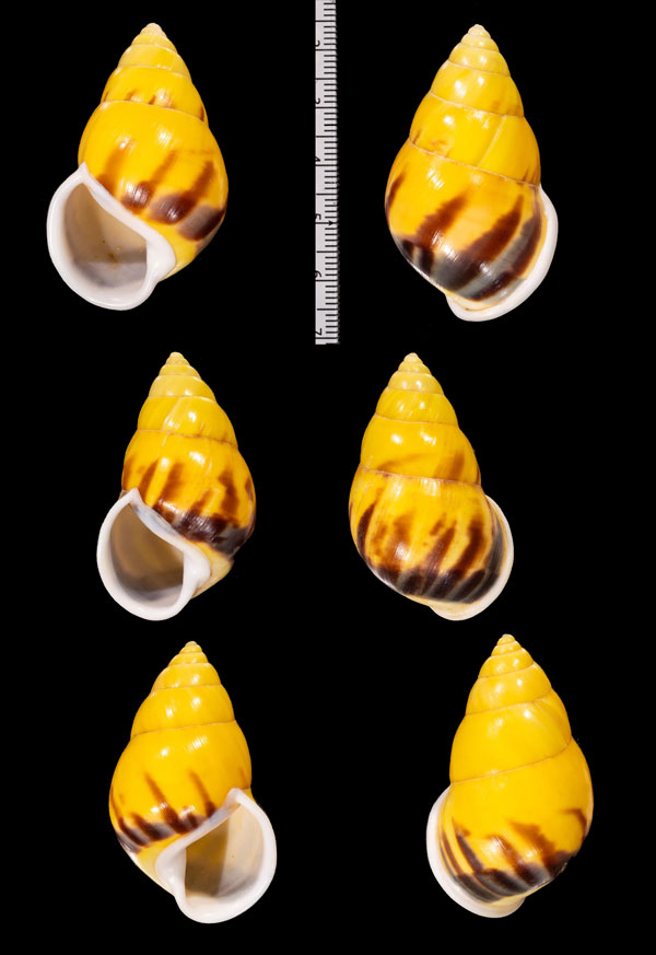 ホンマレーマイマイ (仮称) Amphidromus r010521 small