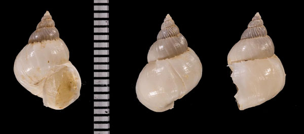 ウスカワイトカケ Epitonium r010523 small
