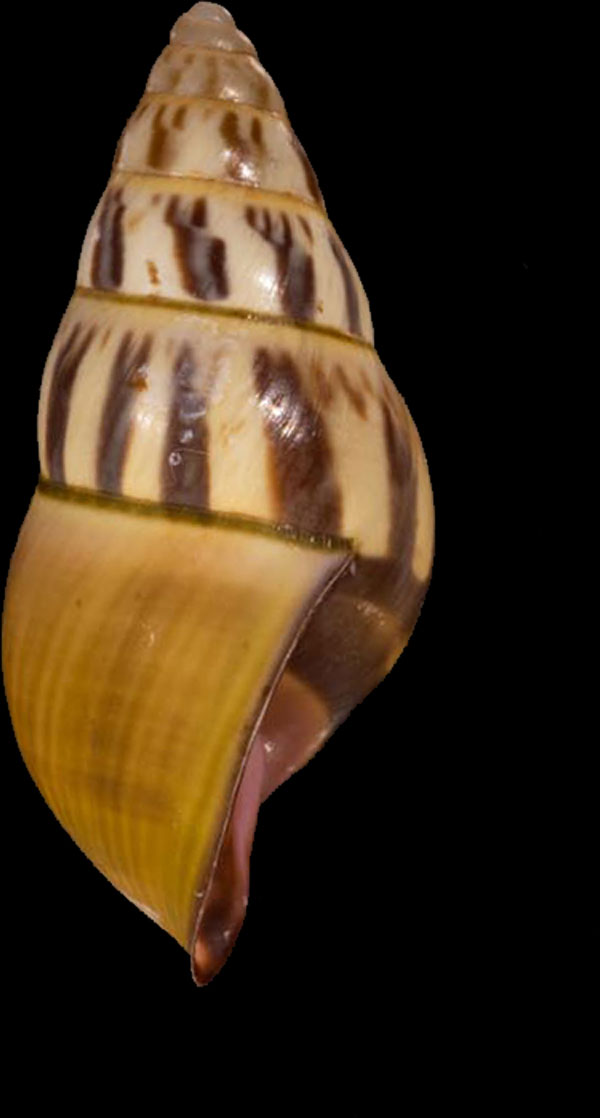 ダオマレーマイマイ (仮称) Amphidromus r010524 small