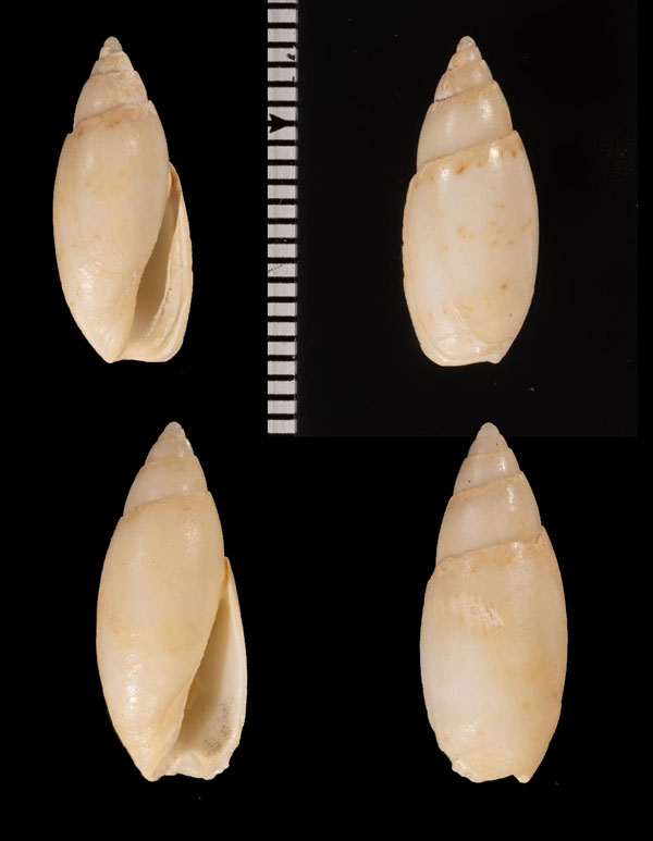 ジャスパームシボタル (仮称) Jaspidella r010525 small