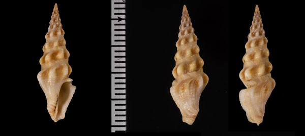 ロッカククダマキ (仮称) Carinodrillia r010526 small