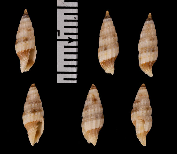 チャオビヒメツクシ (仮称) Vexillum r010527 small