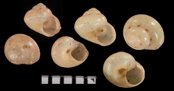 ヒナシタダミの仲間 未詳 Conotalopia r010528 small