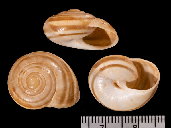 ブルナゼルマイマイ (仮称) Massylaea r010529 small