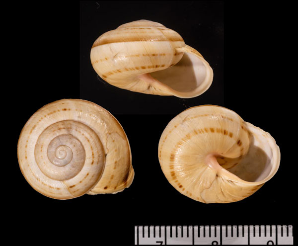 コックプロバンスマイマイ(仮称) Pseudotachea r010530 small