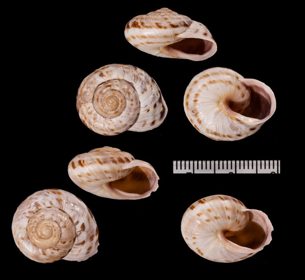 ニキコマイマイ (仮称) Macularia r010531 small