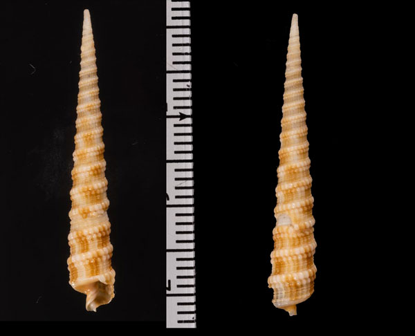 オオギリ Cinguloterebra r010532 small