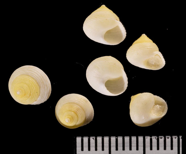 スジマキマメキサゴ (仮称) Eutrochatella r010535 small