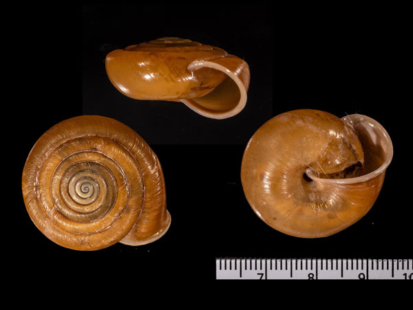 チュウカマイマイの仲間 (仮称) Camaena r010538 small