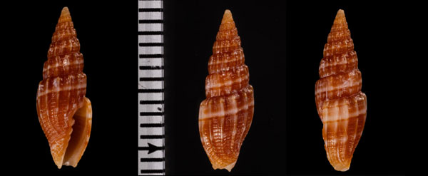 ヒメオトメミノムシ Vexillum r010542 small
