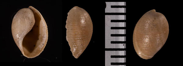 ケショウスイフガイ Bucconia r010545 small