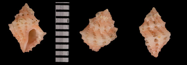 マメサンゴヤドリ Coralliophila r010546 small