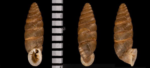 ブロンガズマイサナギガイ (仮称) Abida r010547 small