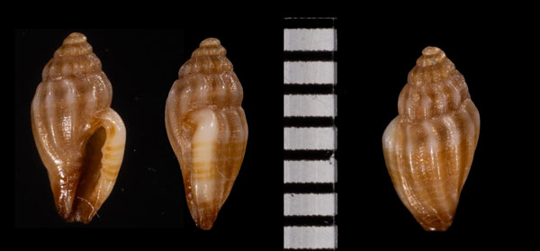 クリイロコトツブ Eucithara r010551 small