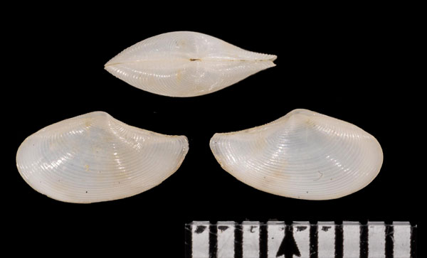 ゴルドンソデガイ Saccella r010554 small