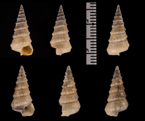 ホソウラウズカニモリ Orectospira r010559 small