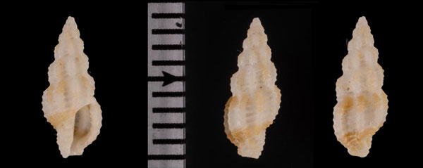 ヒイデコウシツブモドキ (仮称) Pseudodaphnella r010560 small