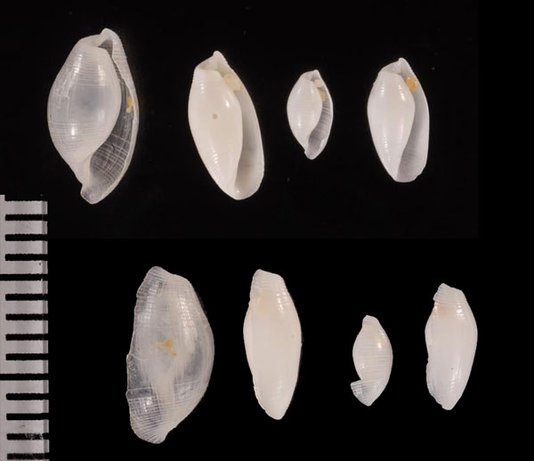 クビレタマゴガイ Limulatys r010566 small