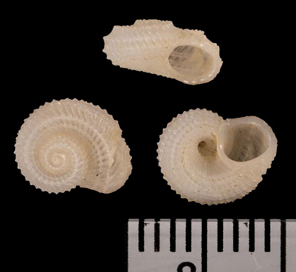 リュウキュウシラギク Pseudoliotia r010567 small