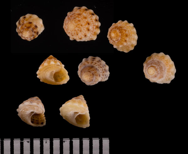 ヒナノウラウズガイ Peasiella r010568 small