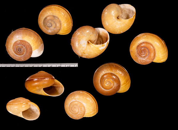 シダリスメダママイマイ (仮称) Asperitas r010569 small