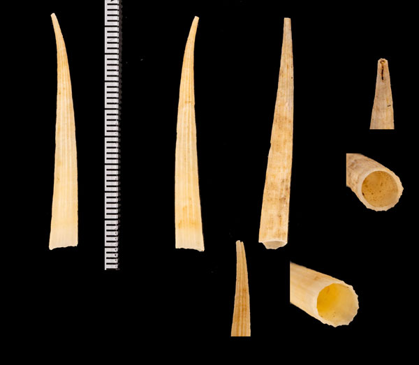 ナンアシンカイツノガイ (仮称) Fissidentalium r010570 small