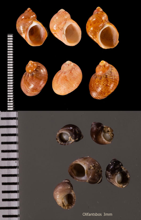 ケープサラサバイ Tricolia r010572 small