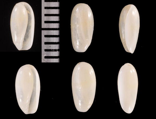 ルシダトリノコ (仮称) Hyalina r010577 small