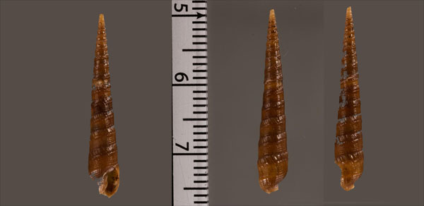 サビヒメフトギリ Cinguloterebra r010579 small