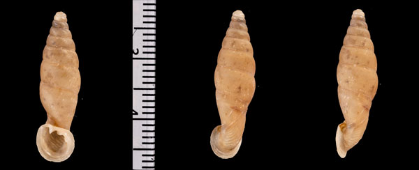 タカギワニグチギセル (仮称) Grandinenia r010581 small