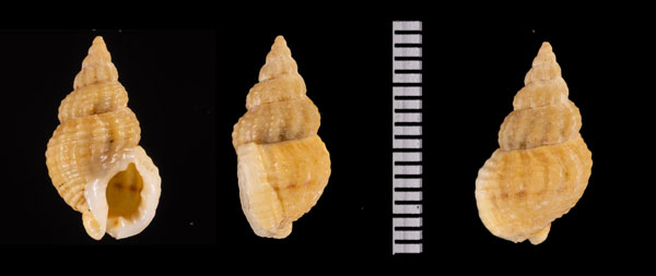 ウネムシロ Nassarius r010582 small