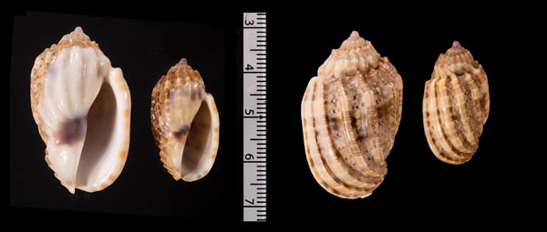 アツヒメショクコウラ (仮称) Harpa r010585 small