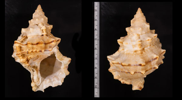 ボホールナルトボラ Tutufa r010587 small